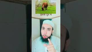 Gay ka dudh jarur istemal kiya karo islamicvideo bayan allahtala shortvideo asif72 [upl. by Obla]