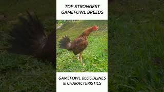 Top Gamefowl of the year 2024 short gamefowl rooster [upl. by Nnalatsyrc]