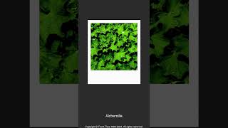 003590  Alchemilla [upl. by Bing]