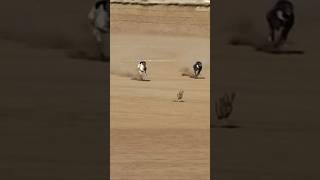 Greyhound Racing Dogs Coursing season ExplorePotohar [upl. by Gunning]