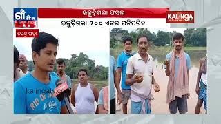 Cyclone rain damaged crops in Kendrapara submerged 200 acre land  Kalinga TV [upl. by Leamse]