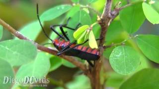 Sphictyrtus chryseis  Giant Mesquite Bugs Hemiptera Percevejo [upl. by Eadwina490]