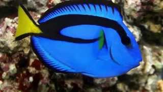 Paracanthurus hepatus [upl. by Annirtak]