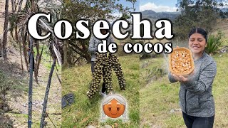 Cosecha de cocos de la SIERRA [upl. by Ylellan993]