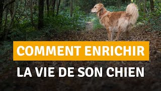 LENRICHISSEMENT CHEZ LE CHIEN [upl. by Shelby887]