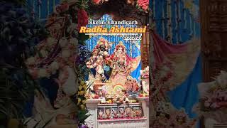 Radha Ashtami Special Iskcon Chandigarh celebrations Hare Krishna [upl. by Jocko]