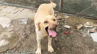 The Disfigured Stray Dog ​​Was Abandoned By Its Owner It Took 25 Days For It To Find Confidence [upl. by Almire279]