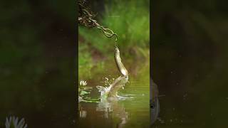 🐠Arowana Rocked 🐍Snake Shocked 😜 மீன் பாம்பையும் விட்டு வைக்கல💯 shorts aquarium arowana fish [upl. by Enyleuqcaj]