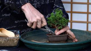 Making a mini Hinoki cypress Bonsai tree [upl. by Lumpkin]