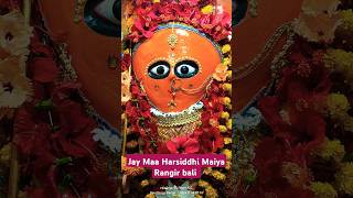 Maiya ki mudariya Jay 🚩Maa Harsiddhi Maiya Rangir bali 🚩🙏shots viralvideo devigeet [upl. by Acirej445]