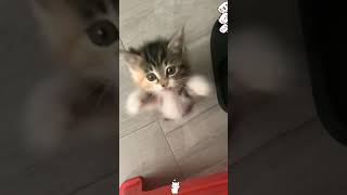 Screaming kitten cat funny funnyvideo pets foryou funnyanimals shorts fyp kitten cute [upl. by Akcebar]