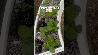 Finally said Yesfunny gardenlove cleantok youtubeshorts fyp greengarden gardening howto fy [upl. by Mitzl198]