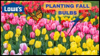 💐LOWES  FALL BULBS  TULIPS BEARDED IRIS HYACINTH DAFFODIL CROCUS PUSCHKINIA ALLIUM [upl. by Aible]