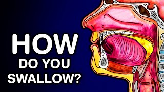 SWALLOWING OR DEGLUTITION  ANATOMY AND PHYSIOLOGY [upl. by Hilar]