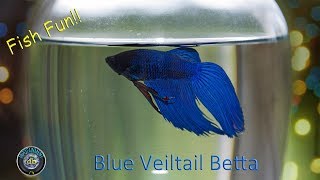 Blue Veiltail Betta fighter Fish likes to Hunt feeding with slow motion [upl. by Sells]