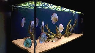 120 Gallon Discus Fish Tank  Juwel Rio 400 [upl. by Rakel]