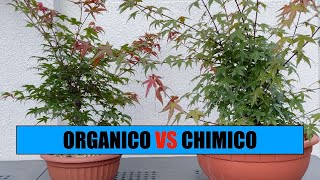 CONCIME CHIMICO VS ORGANICO  Lesperimento [upl. by Gerdi913]