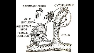 Vaucheria Sexual reproduction [upl. by Christianna688]