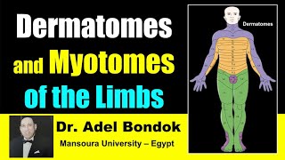 Dermatomes and Myotomes of the Body Dr Adel Bondok [upl. by Powder]