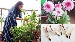 How to prepare Gerbera plant for fertile seeds  Gerbera Flowering Tips e URBAN ORGANIC GARDEN [upl. by Aramot618]