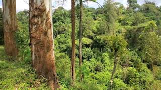 Marangu roads view [upl. by Bakerman]