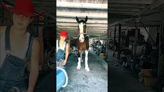 horse cowgirl farming hoof hooftrimming hoofcleaning [upl. by Aiht]