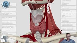 Common Carotid Artery [upl. by Alphonso]