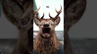 Swamp deer laugh memes comedy ytshortsindia ytshortsvideo [upl. by Starlin]