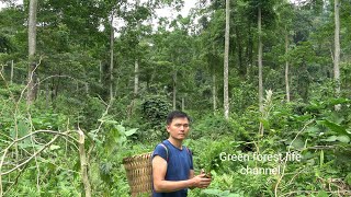 Picking wild vegetables from a primeval forest on the mountain Robert  Green forest life [upl. by Swords]