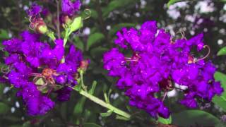 Purple Crepe Myrtle [upl. by Renelle]