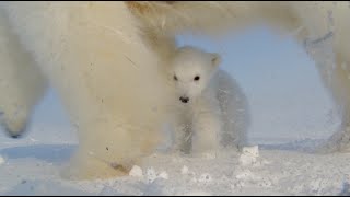 Polar Bear Films Cubs First Steps Outside of Den [upl. by Adarbil525]