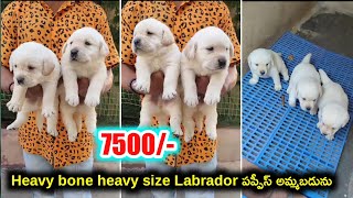 Heavy bone Labrador puppies for sale in telugu8686272558 aj pets [upl. by Rann]