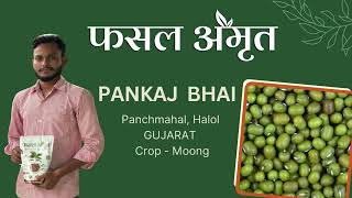 Growing moong Without Irrigation Pankaj Kumars Success with Fasal Amrit in gujarat [upl. by Ariaes]