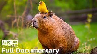 Capybaras the Largest and ‘Chillest’ Rodents in the World  Wild Animals Documentary 4K [upl. by Hyland]