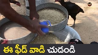 How to reduce poultry feed cost  Low cost feed  Natu kodi feed cost  Suraksha farm [upl. by Selden340]