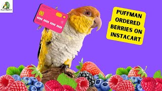 Puffman Stole Mom’s Credit Card  Hopping Caique [upl. by Ecnerual]