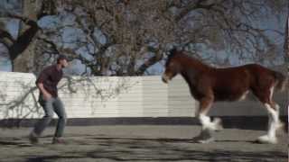 HD Clydesdales 2013 Budweiser Super Bowl Ad — Extended Version of quotBrotherhoodquot [upl. by Santini]