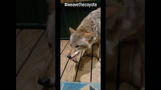 PORKCHOP RECIPE🐺🐶 weavethecoyote duckholliday dog puppy coyote cute food foodie animals [upl. by Carlynne]