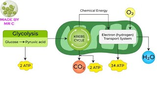 Year 9 Cellular Respiration Vodcast [upl. by Metsky]