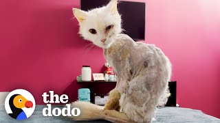 Cat Turns Into Skeleton After Being Abandoned On Street  The Dodo [upl. by Eirot]