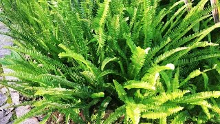 Fishbone fern  How to grow fishbone fern  Nephrolepis cordifolia [upl. by Owain39]