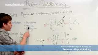 Proteine Peptidbindung  Abitur Chemie [upl. by Qahsi]