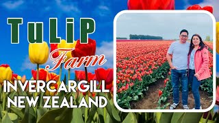 Tulip Farm  Triflor  Southland Invercargill New Zealand [upl. by Ferullo984]