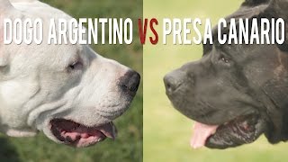 DOGO ARGENTINO vs PRESA CANARRIO TWO BIG CATCH DOGS [upl. by Agler]