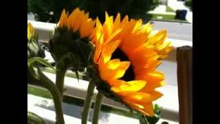 iPhone 3G S Video Test [upl. by Vinni]