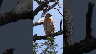 Redshouldered Hawk🐦Morning Roost redshoulderedhawk [upl. by Clinton]