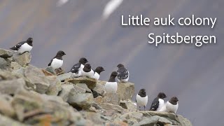 Little auk colony in arctic Spitsbergen [upl. by Eibob332]