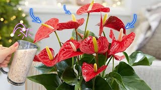 Instant bloom for any flowering plant  Planting Ideas [upl. by Adal232]