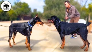 Rottweiler vs Doberman Which Is Best [upl. by Attikram]