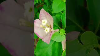 Top 5 tips to grow Bougainvillea youtubeshorts youtubevideo trending viral shortvideo shorts [upl. by Sirehc]